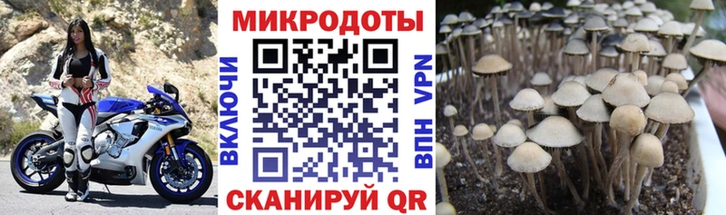 Псилоцибиновые грибы Cubensis закладка omg маркетплейс Армавир
